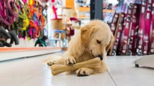 Amor y Cuidado para tus Mascotas, Todo en un Solo Lugar